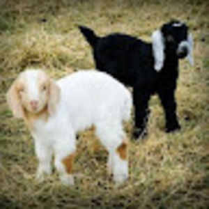 Meet your Posher, Mage